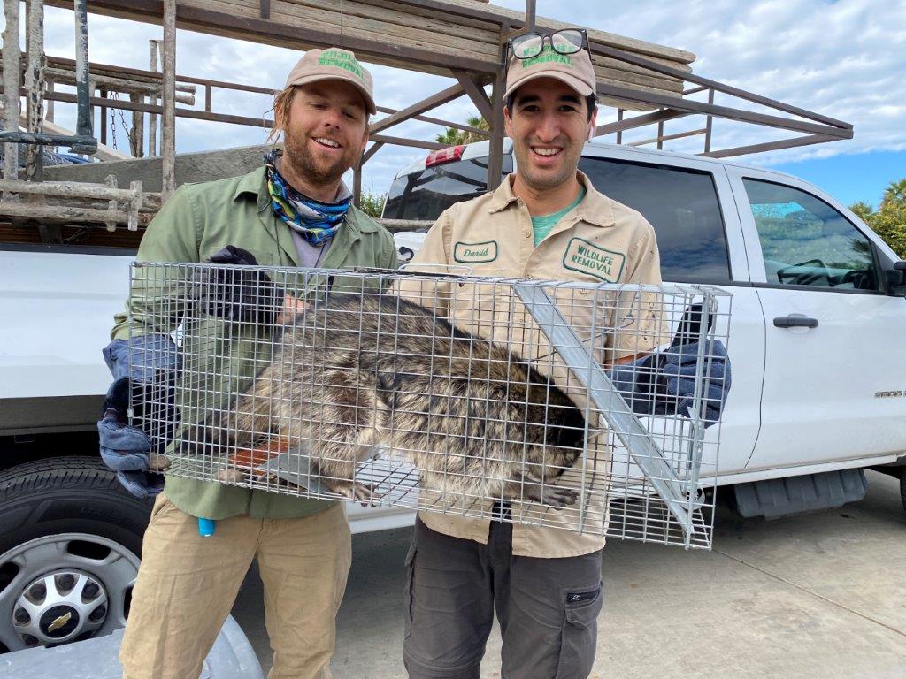 Dallas raccoon trapping