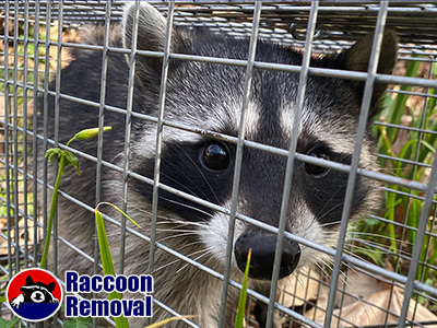 Dallas raccoon trapping